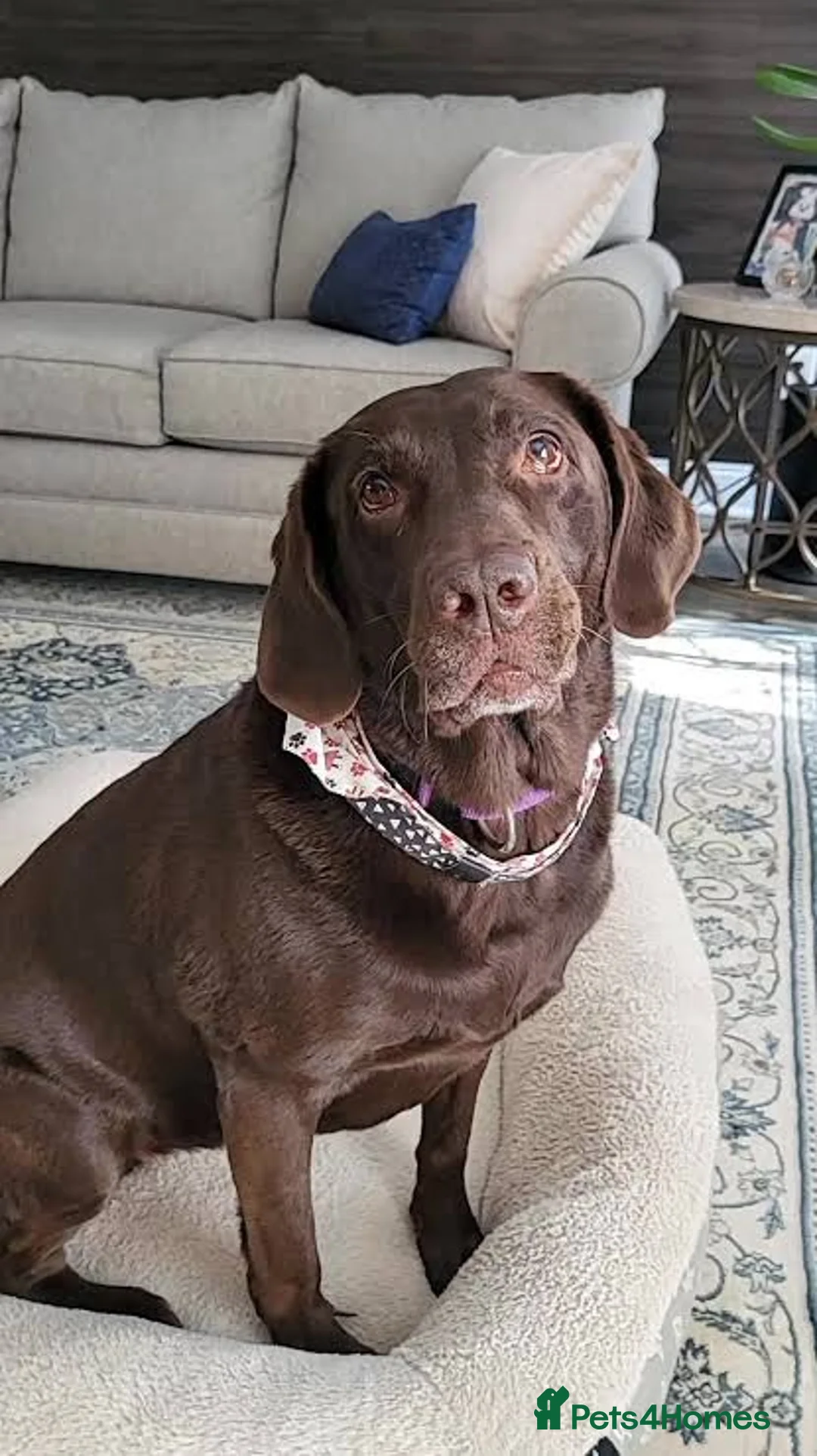 Labrador Retriever dogs for sale: Chocolate Labrador - Advert 1