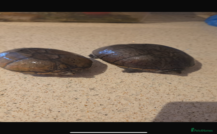 Turtle reptiles - Advert 7