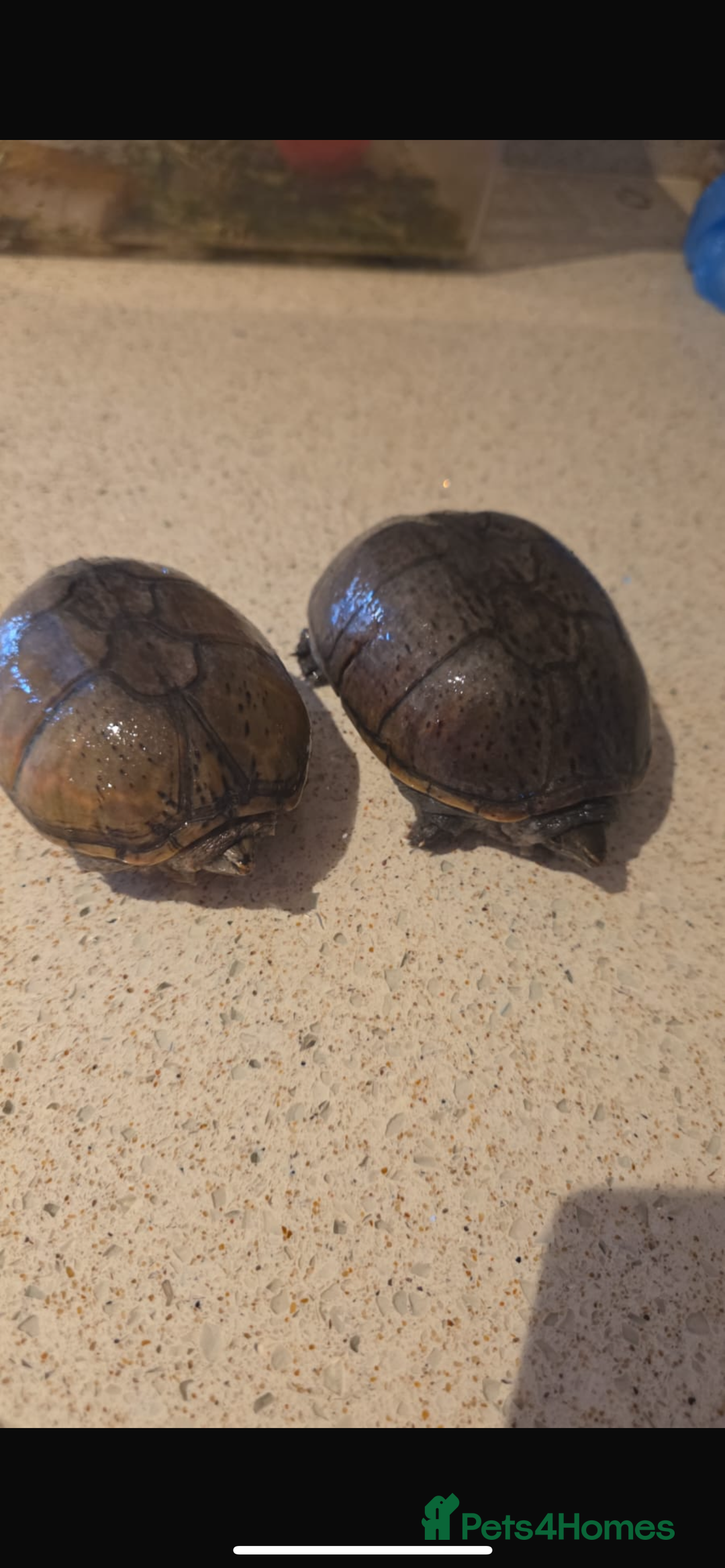 Turtle reptiles for sale: 2 male turtles  - Image 1