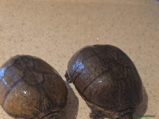 Turtle reptiles - Advert 3