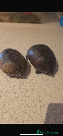 Turtle reptiles - Advert 7