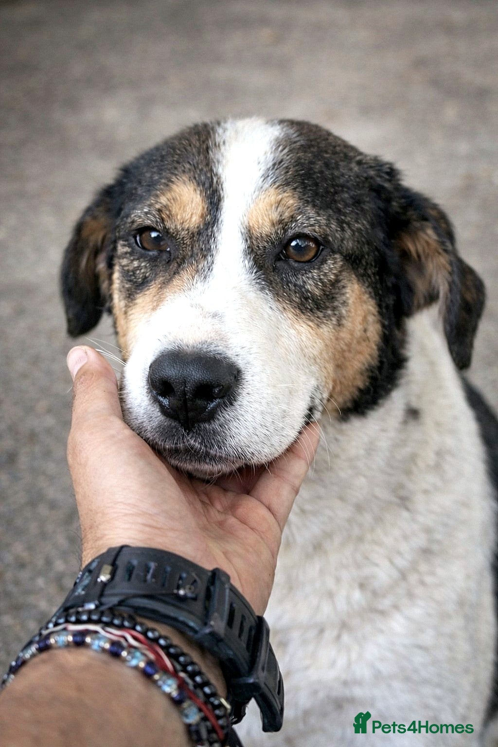 Mixed Breed dogs ✨ Flo – a smile that steals your heart ✨ - Advert 16