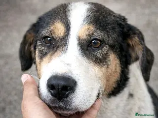 Mixed Breed dogs ✨ Flo – a smile that steals your heart ✨ - Advert 16