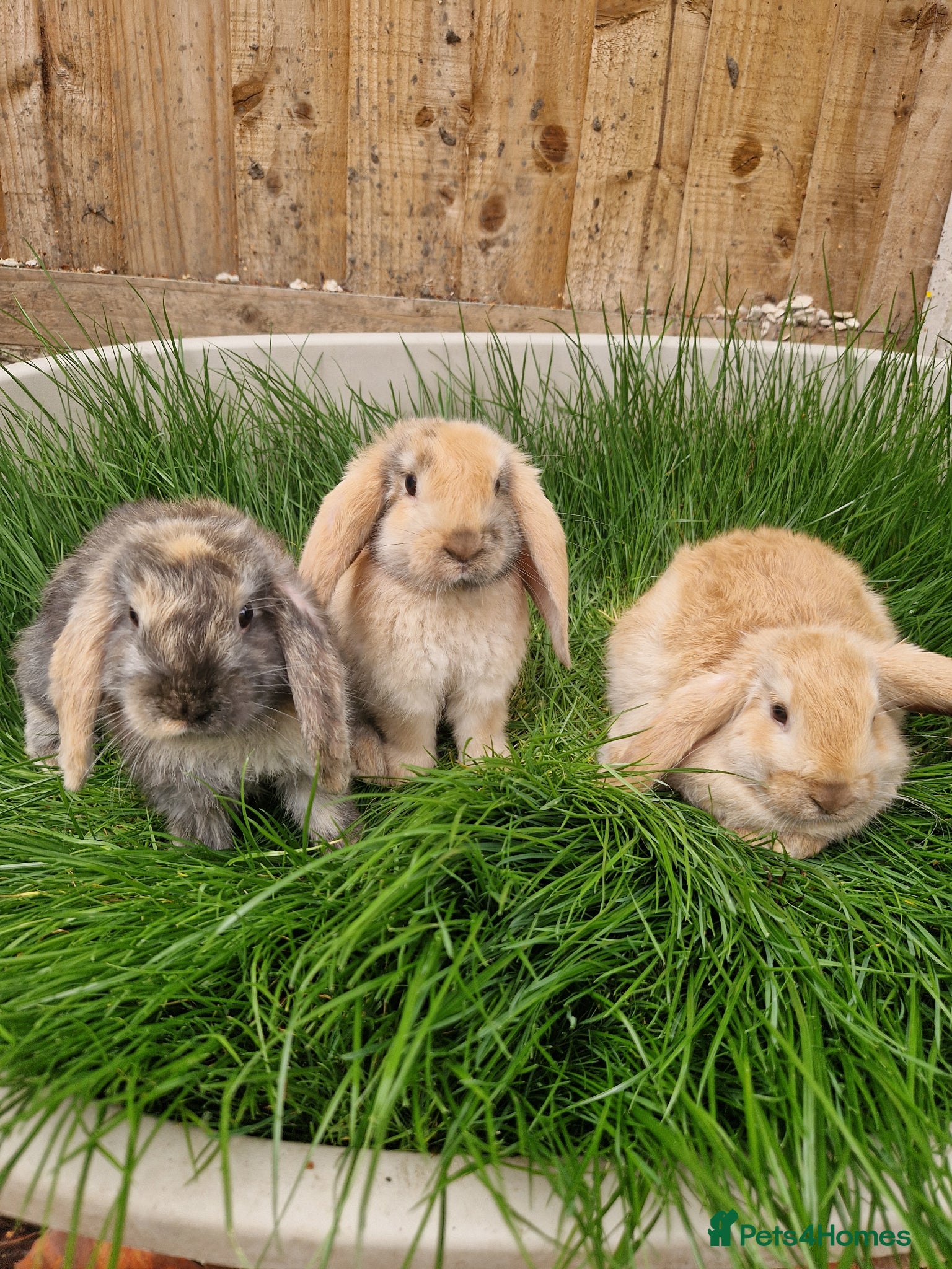 Dwarf Lop rabbits Dwarf Lops Ready now - Advert 11