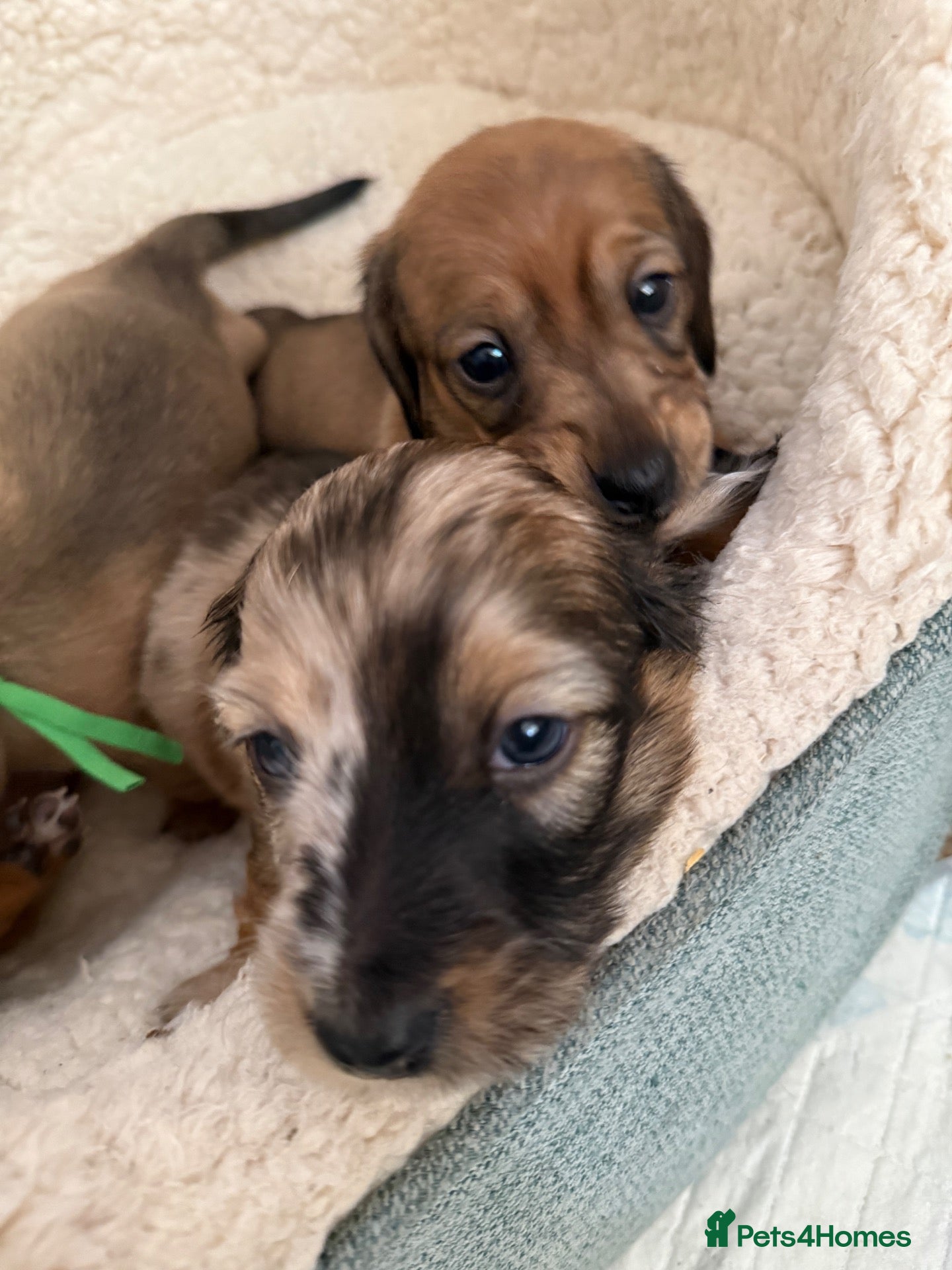 Miniature Dachshund dogs 5 beautiful miniature dachshund  - Advert 1