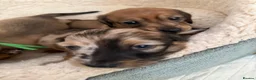 Miniature Dachshund dogs for sale: 5 beautiful miniature dachshund  - Advert 1