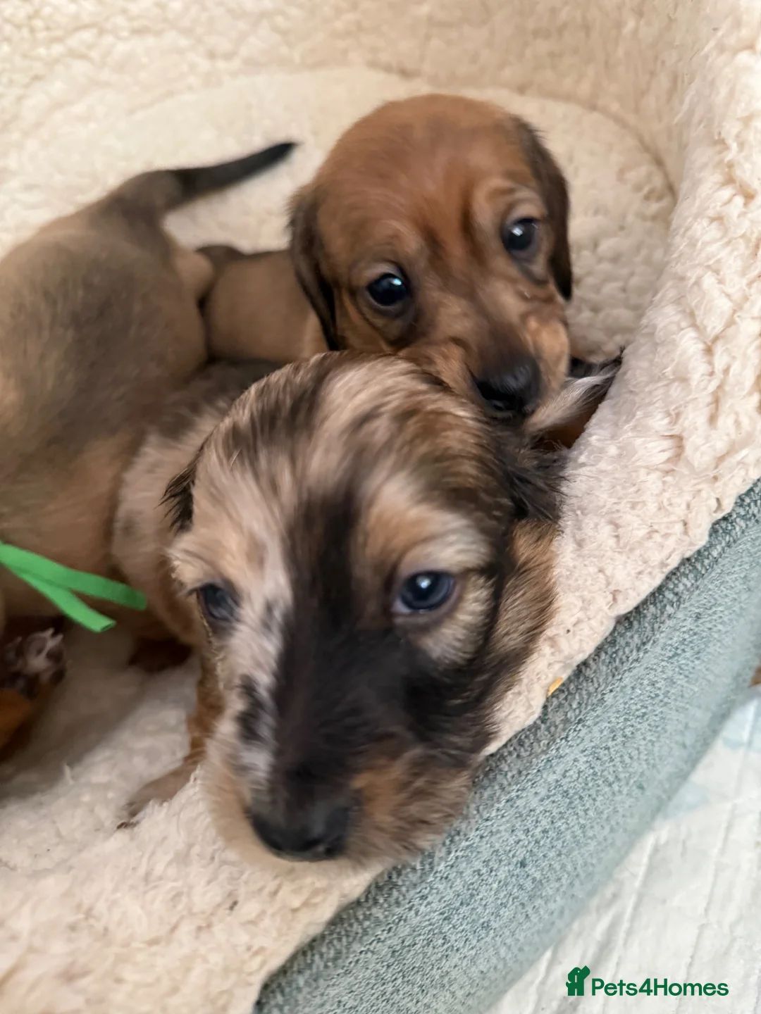 Miniature Dachshund dogs for sale: 5 beautiful miniature dachshund  - Advert 1