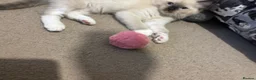 Ragdoll cats for sale: Pure Ragdoll kittens - Advert 25