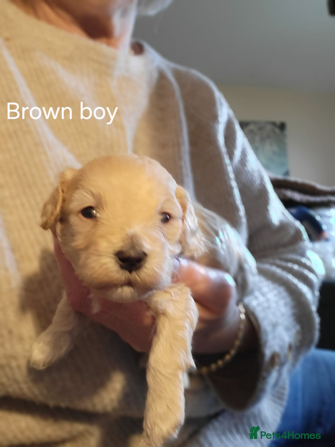 Maltipoo dogs for sale:  Adorable Maltipoo Puppies Ready Soon! 🐾 - Image 7