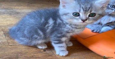 British Shorthair cats - Advert 2
