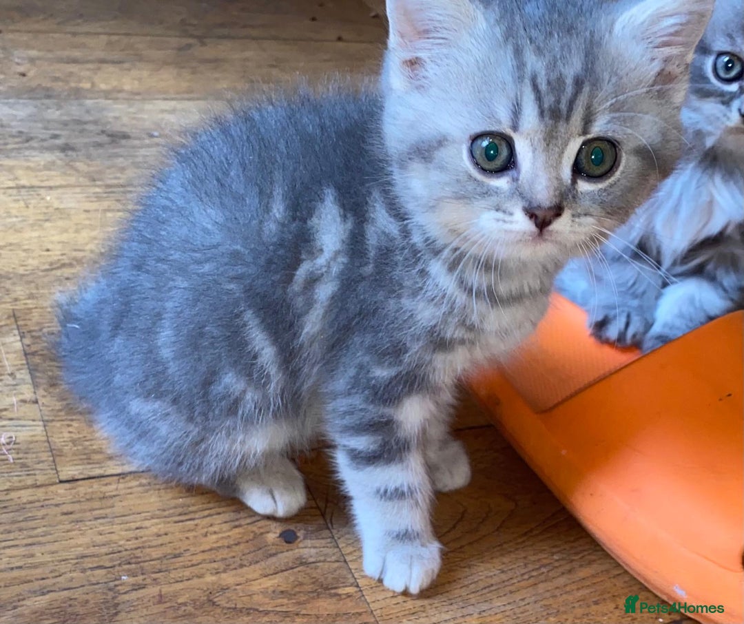 British Shorthair cats for sale: British shorthair kittens - Image 2