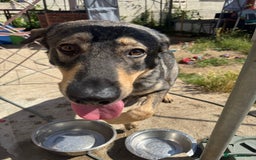 German Shepherd dogs for sale: Beautiful Boy To Go To New Home - Image 5