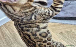 Bengal cats for sale: Bengal boy - Image 5