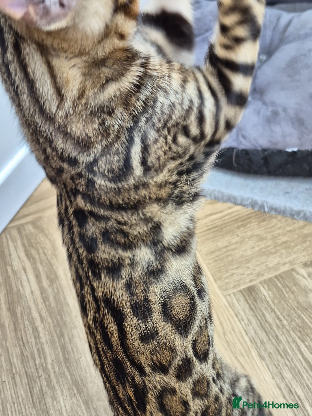 Bengal cats for sale: Bengal boy - Image 5
