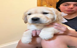 Golden Retriever dogs for sale: 6 Beautiful Golden Retrievers 1 boy Available  - Image 13