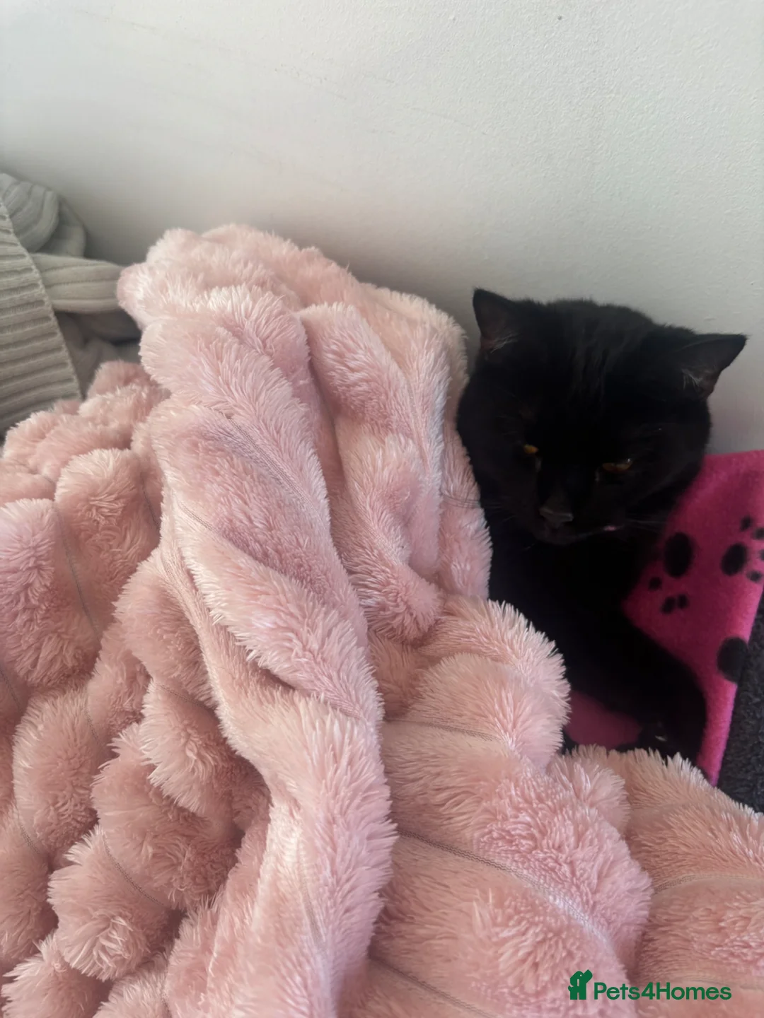 Domestic Shorthair cats for sale: Cat for sale 1 year and 2 months old  - Advert 2