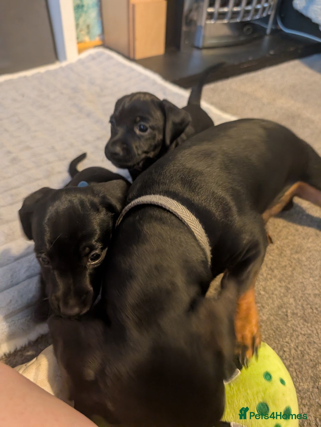 Mixed Breed dogs for sale: Doxie-Dales ready now - Image 21