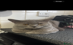 British Shorthair cats for sale: British shorthair kittens  - Image 6