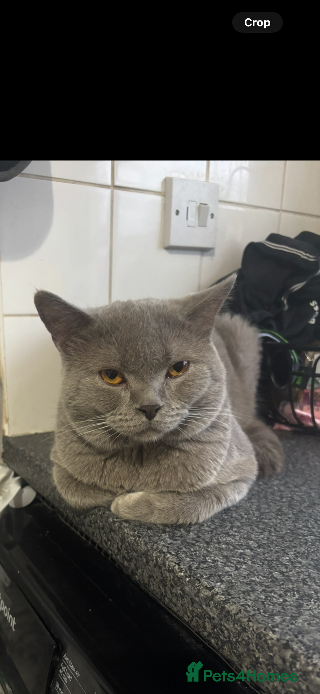 British Shorthair cats for sale: British shorthair kittens  - Image 6