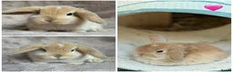 Mini Lop rabbits for sale: Beautiful mini lop babies available on may 28th - Advert 1