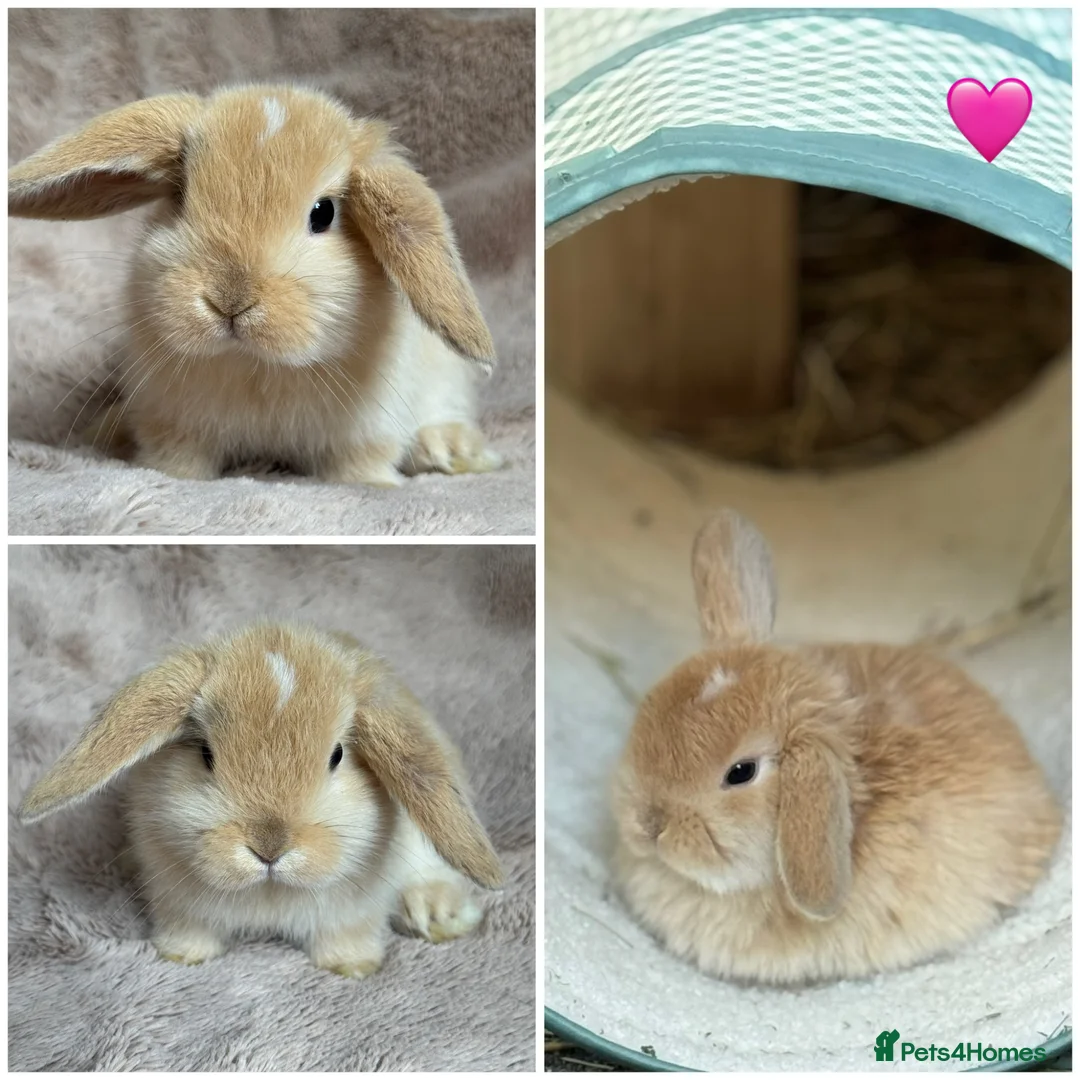 Mini Lop rabbits for sale: Beautiful mini lop babies available on may 28th - Advert 1
