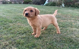 Labrador Retriever dogs for sale: 🧡 Fabulous Red & Yellow KC reg Puppies  - Image 13