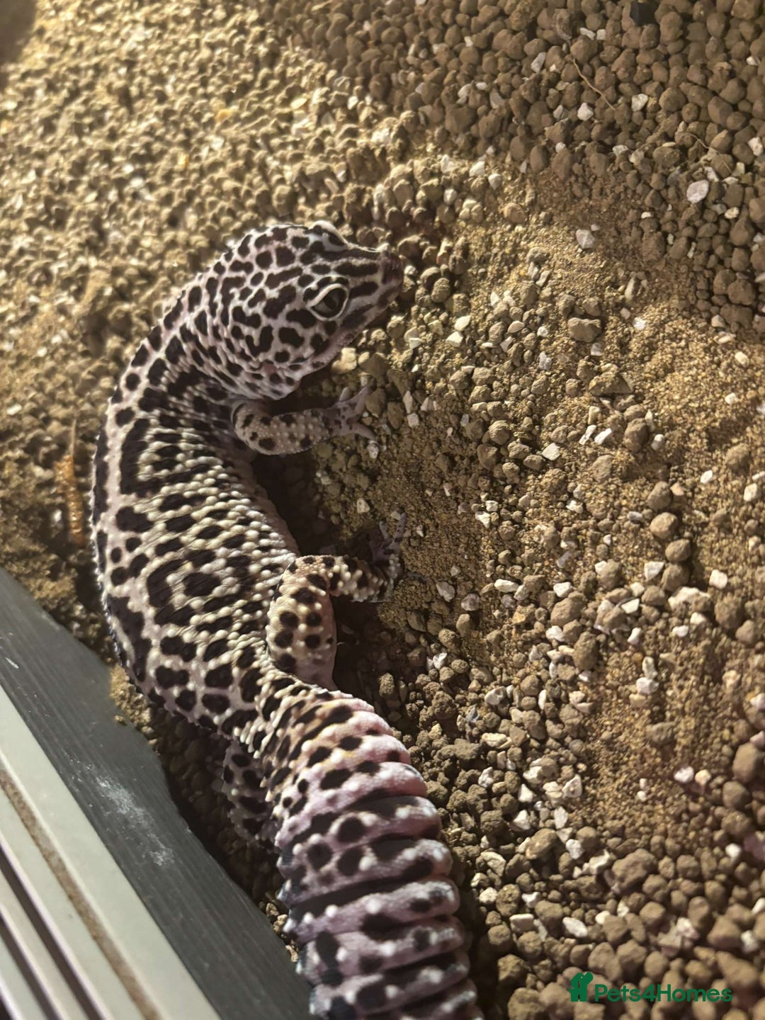Leopard Gecko reptiles for sale: Leopard geckos - Image 2