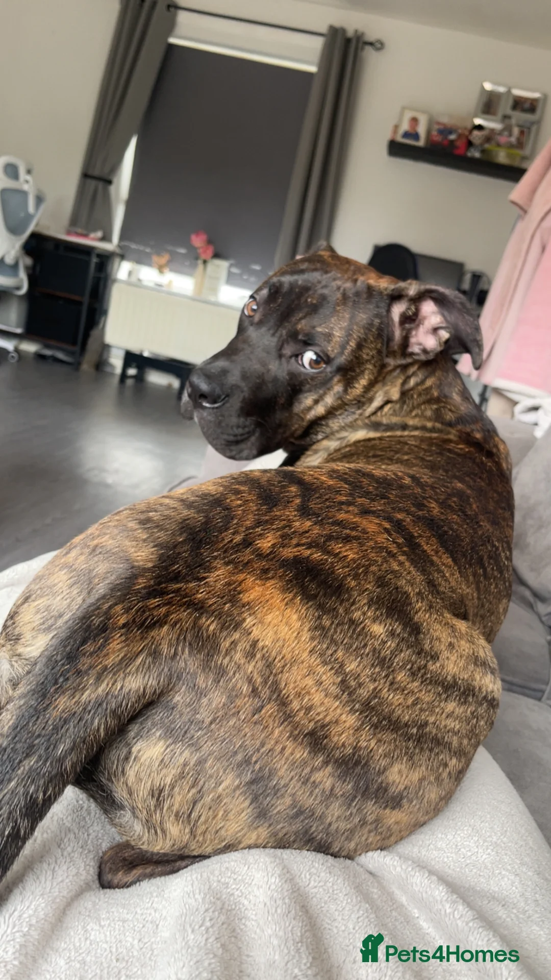 Mixed Breed dogs for sale: Cane corso  in Oswestry - Advert 2