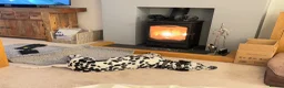 Dalmatian dogs for sale: Dalmy - Advert 5