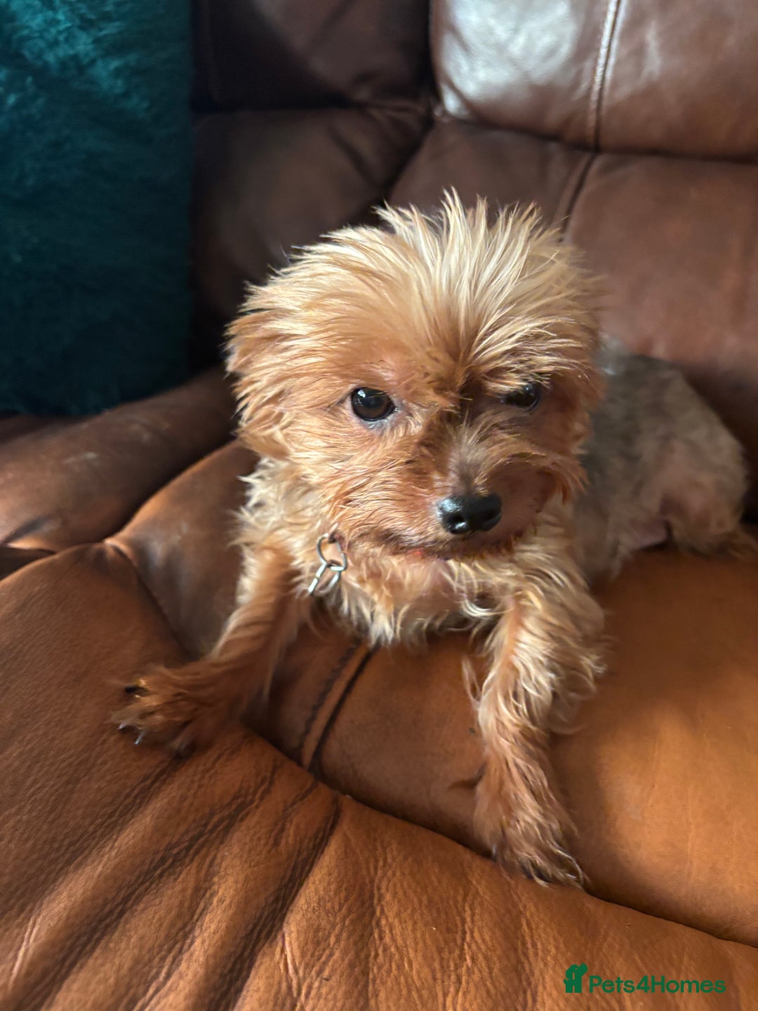 Yorkshire Terrier dogs for sale: Stunning miniature Yorkshire terrier puppies - Advert 2