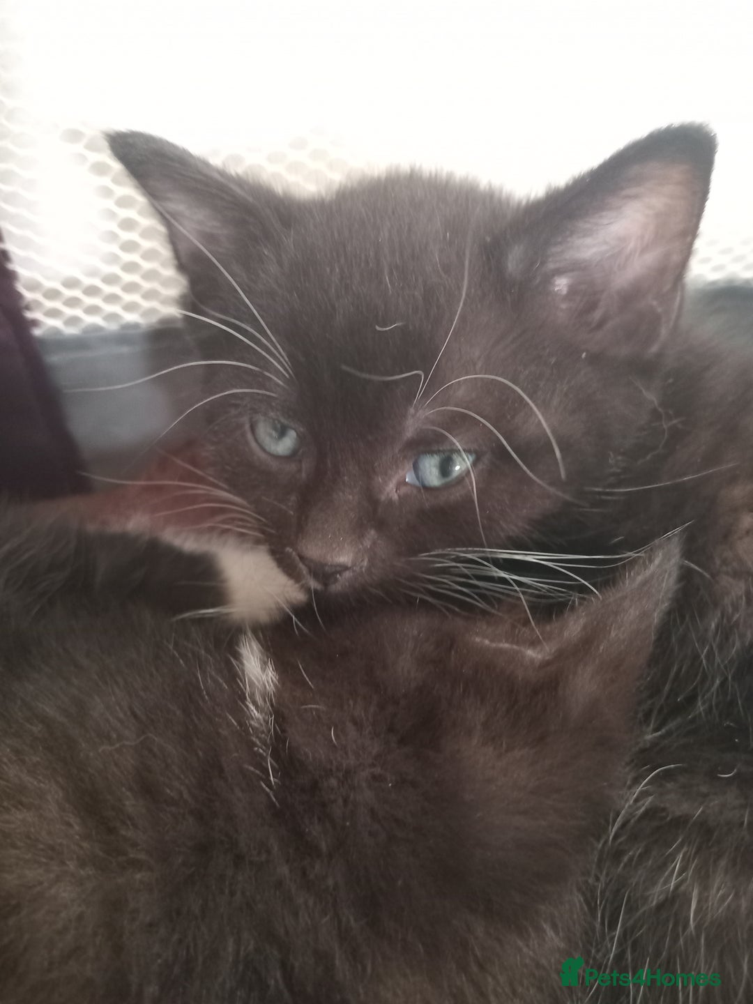 Domestic Shorthair cats for sale: Black and White Kittens For Sale - Image 5
