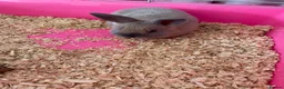 Dwarf Lop rabbits for sale: Dwarf lop rabbit girl  - Advert 3