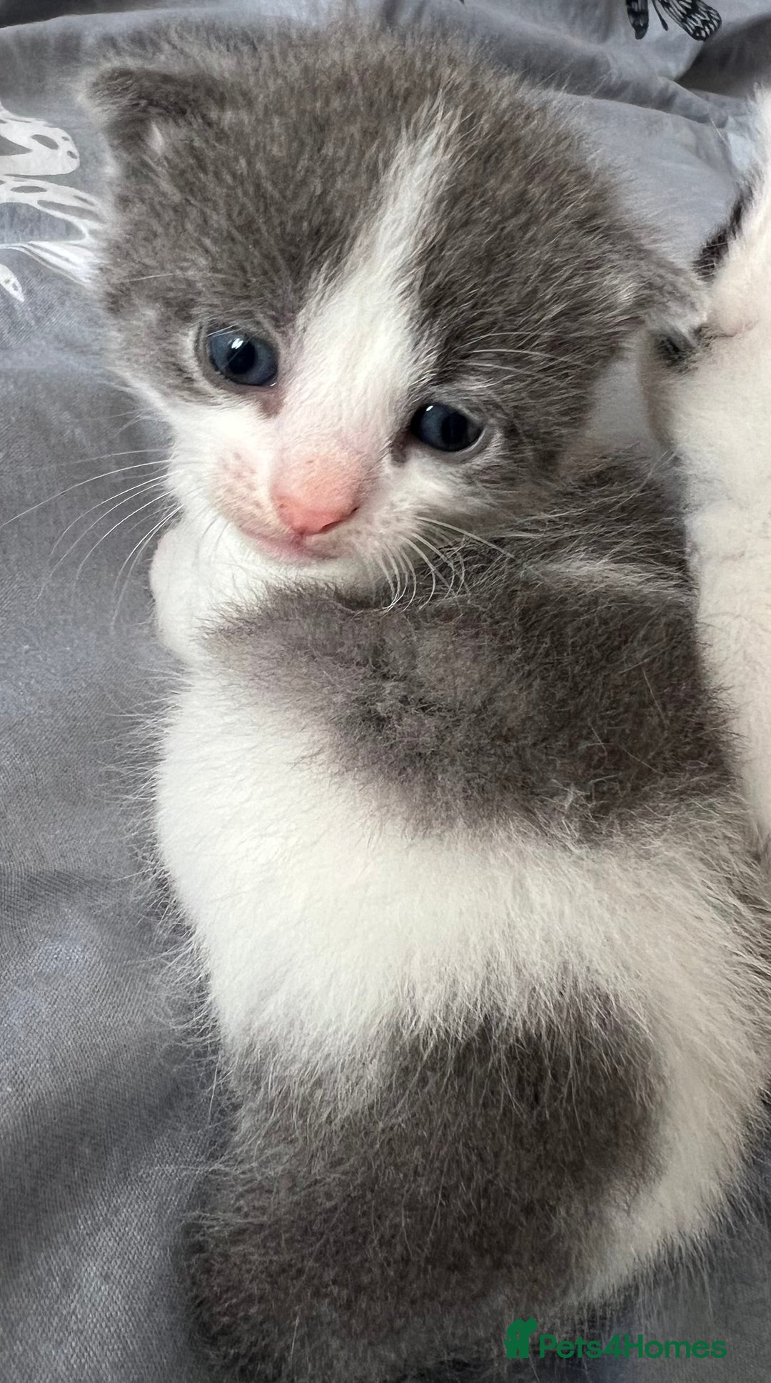 Mixed Breed cats for sale: ❤️*Blue/white & black/white friendly kittens*❤️ - Image 10