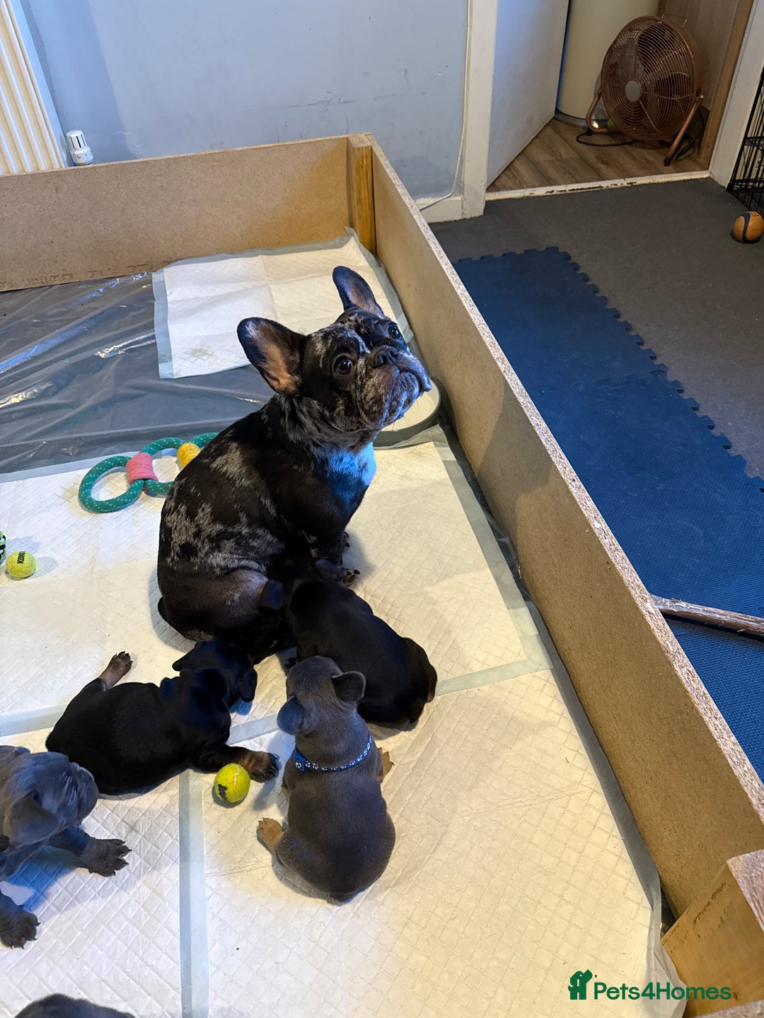 French Bulldog dogs for sale: French bulldogs for sale - Advert 2