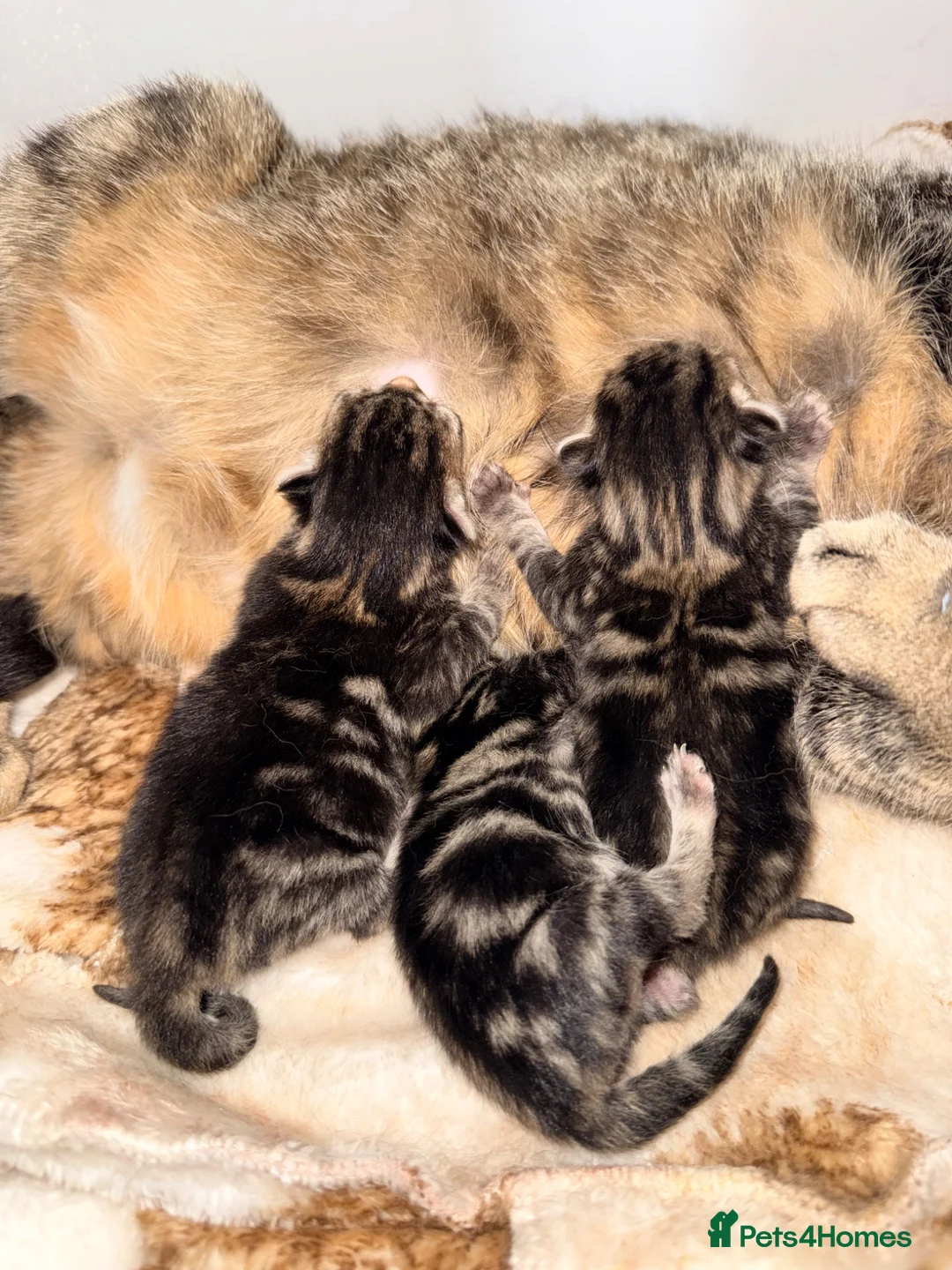Domestic Shorthair cats for sale: Beautiful kittens  in Tadley - Advert 6
