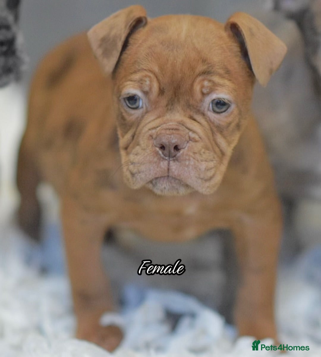 Olde English Bulldogge dogs 23 years Professionals 5⭐️Rated Licensed.  - Advert 5