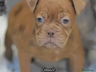 Olde English Bulldogge dogs 23 years Professionals 5⭐️Rated Licensed. - Advert 5