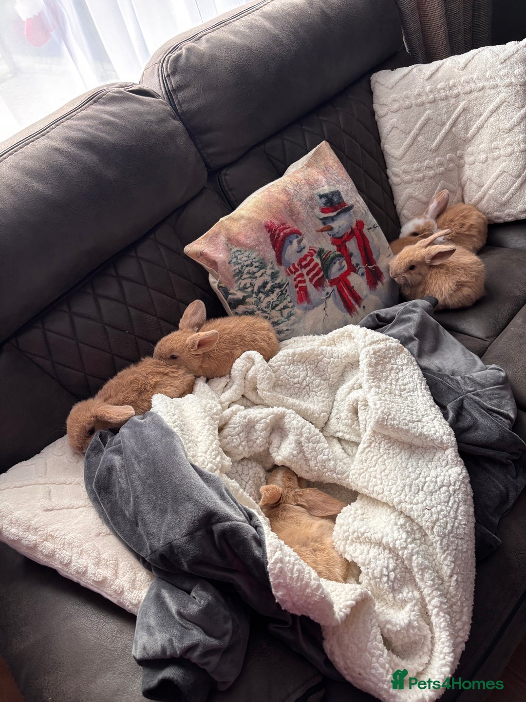 Mini Lop rabbits for sale: purebred Mini Lops  - Advert 19