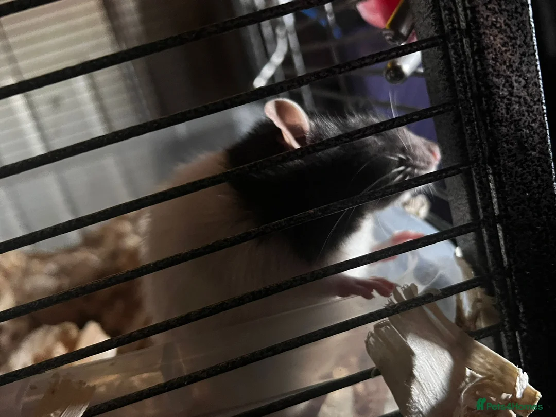 Rat rodents for sale: Rehoming  - Advert 8