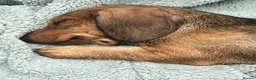Dachshund dogs for stud: STUD ONLY Wire-haired Standard Dachshund  - Advert 7
