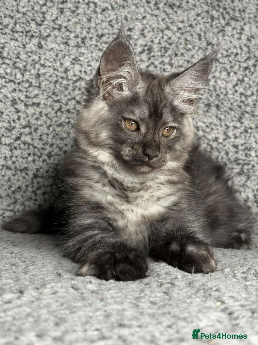 Maine Coon cats for sale: GCCF Registered Maine Coon Boys.  in Wednesbury - Advert 10