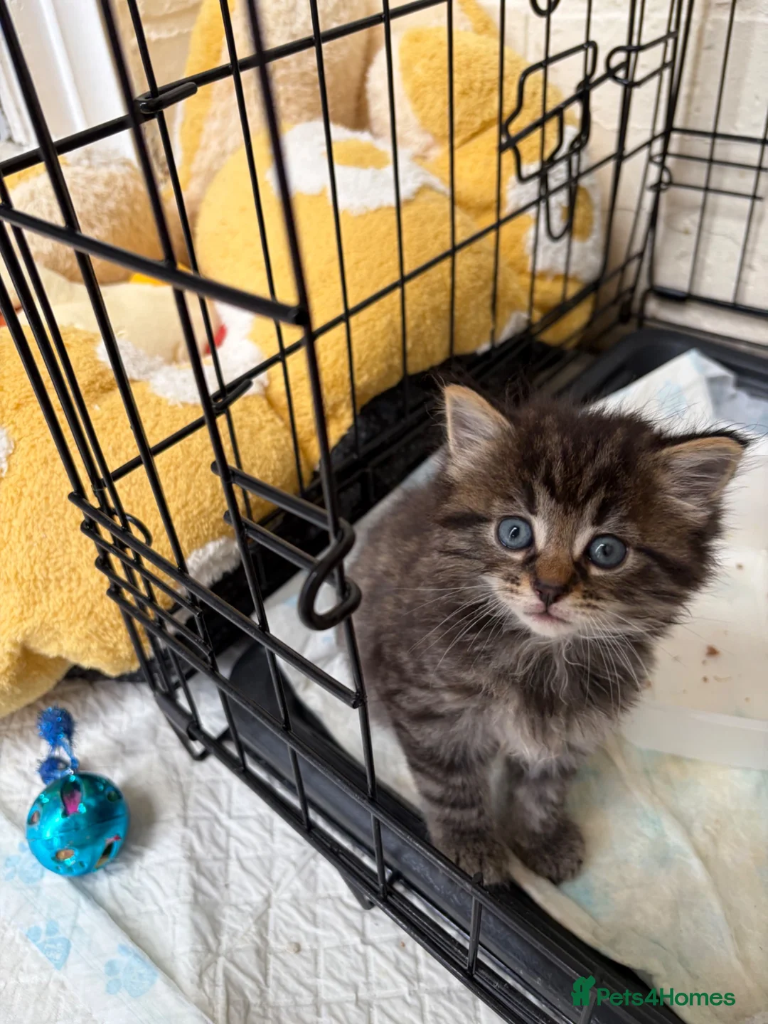 Mixed Breed cats for sale: Female tiger kitten  - Advert 3