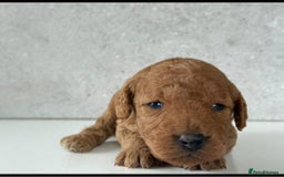 Cockapoo dogs for sale: F2 Cockapoo puppies for sale  - Image 6