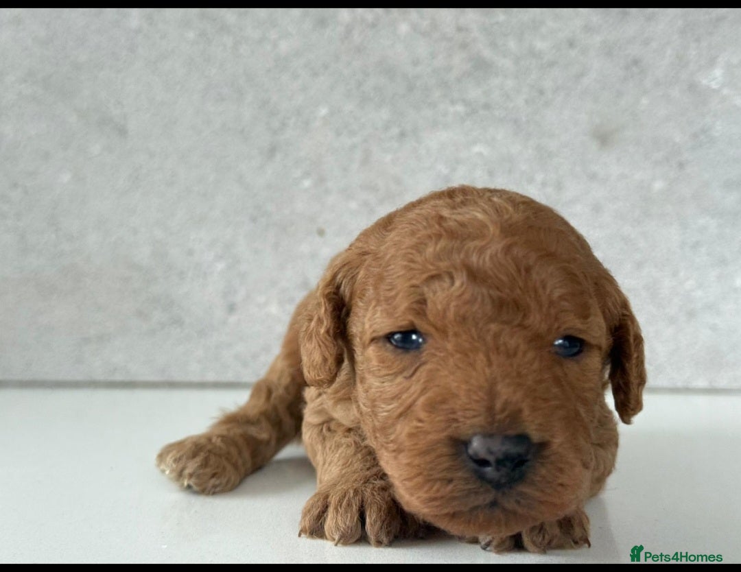 Cockapoo dogs for sale: F2 Cockapoo puppies for sale  - Image 6