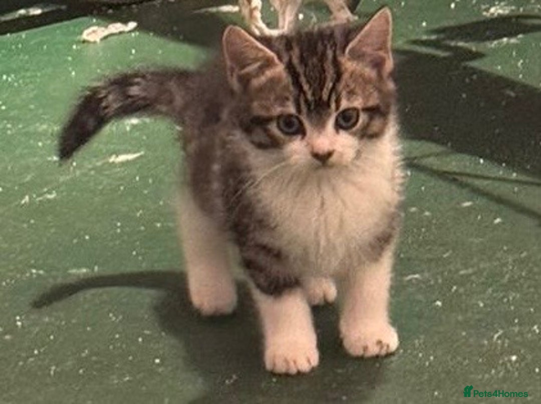 Mixed Breed cats for sale: 5 Little Furballs Looking For Loving Homes😻😻 - Advert 16