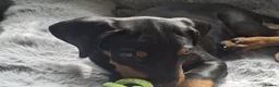 Dobermann dogs for sale: ⭐️⭐️⭐️⭐️⭐️ KC Reg Euro Dobermann male available.  - Advert 2
