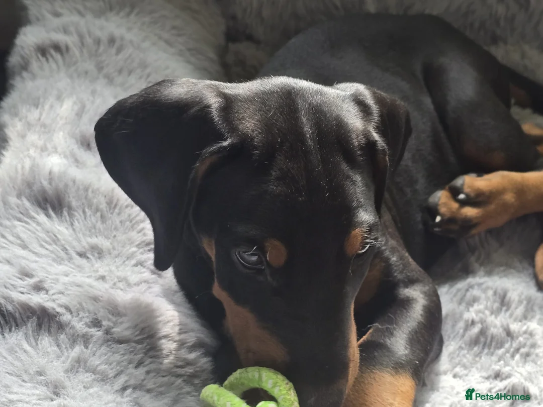 Dobermann dogs for sale: ⭐️⭐️⭐️⭐️⭐️ KC Reg Euro Dobermann male available.  - Advert 2