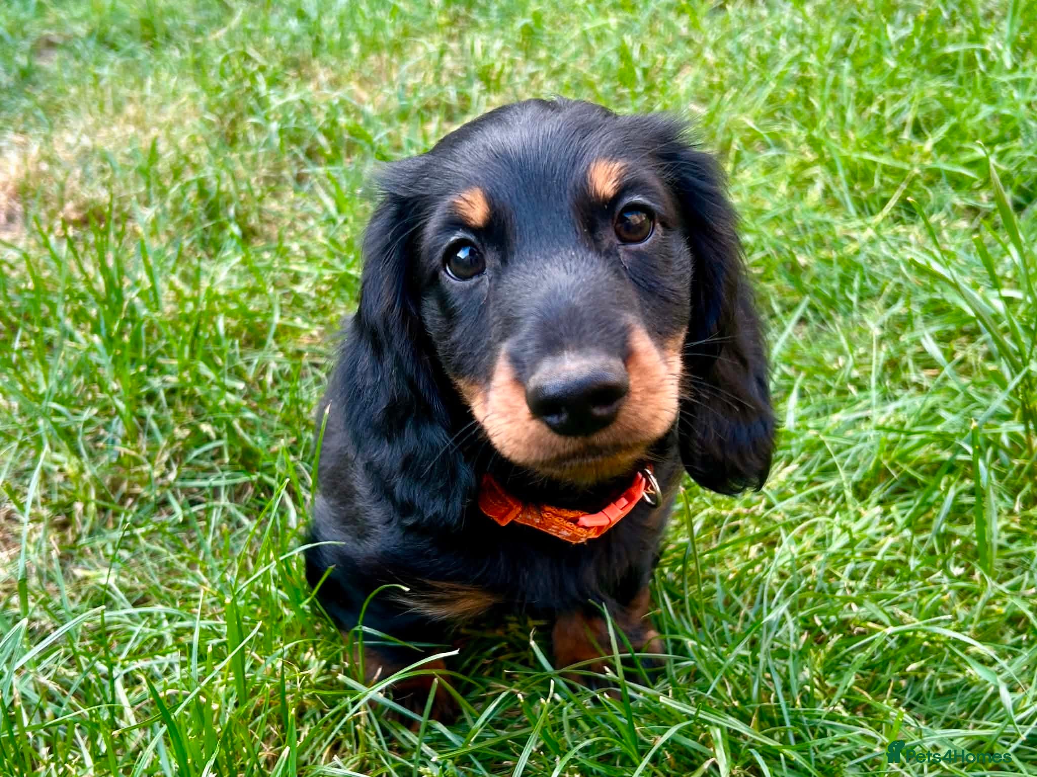 Miniature Dachshund dogs ✨KC Long Haired Miniature Dachshund  ✨ - Advert 10