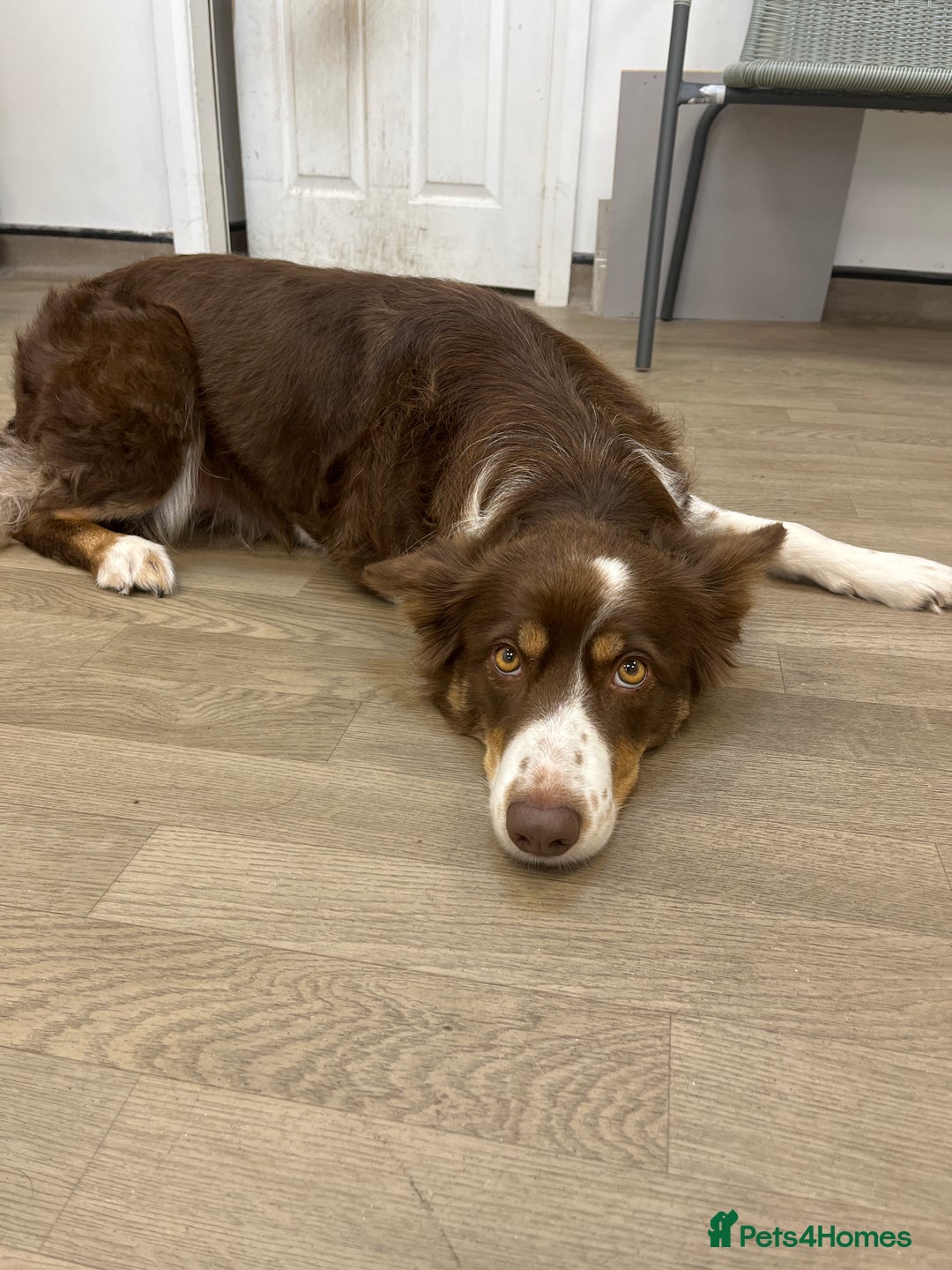 Border Collie dogs for sale: A lovely Border Collie girl looking a new home - Image 4