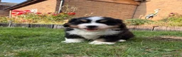 Bernese Mountain Dog dogs for sale: BEAUTIFUL BERNESE MOUNTAIN DOG PUPPIES-4 BOYS !!! - Advert 22